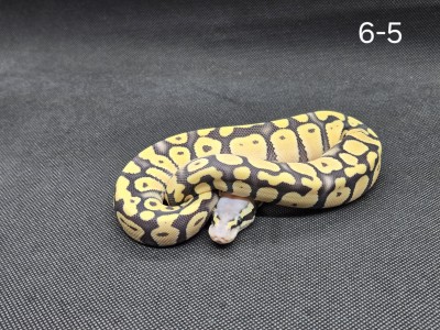 animal image