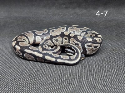 animal image