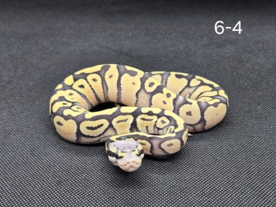 animal image