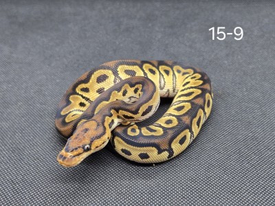 animal image
