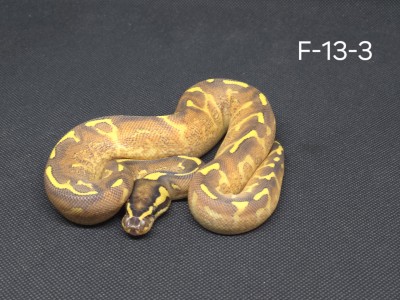 animal image