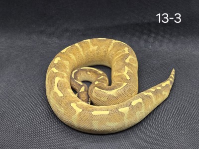 animal image