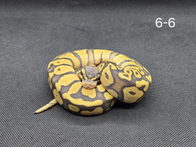 animal image