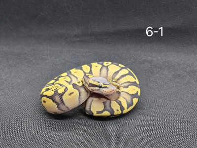 animal image