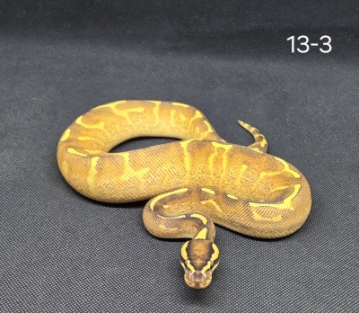 animal image