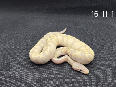 animal image