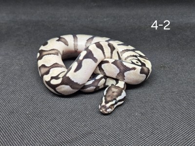 animal image