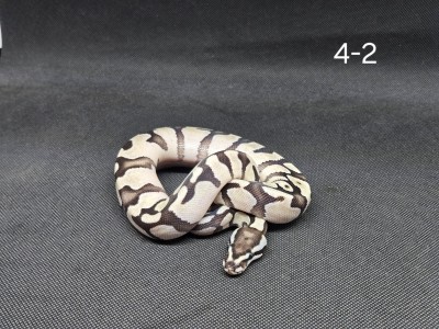 animal image