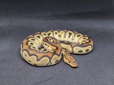 animal image