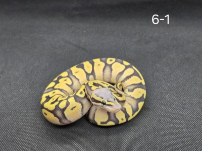 animal image