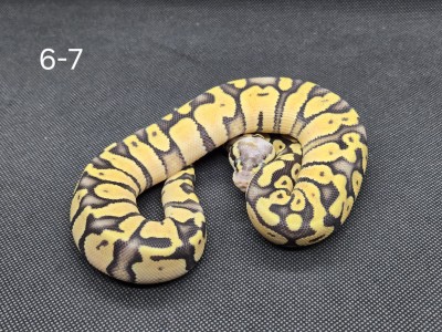 animal image