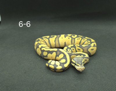 animal image