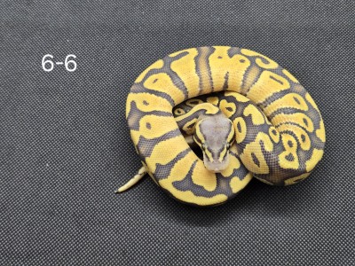 animal image
