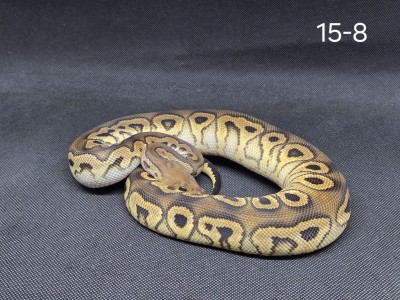 animal image