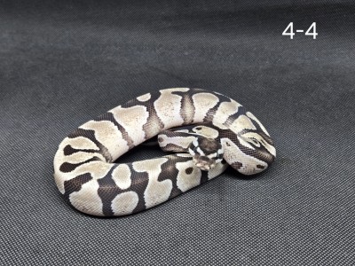 animal image
