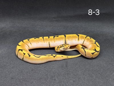 animal image