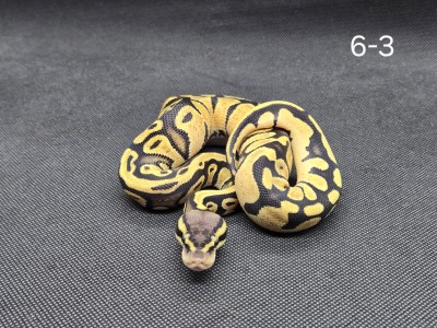 animal image