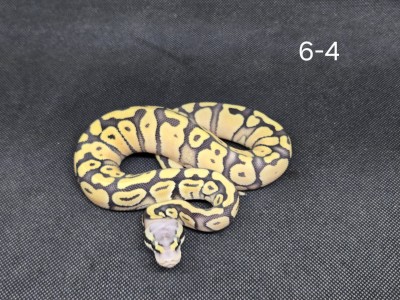 animal image