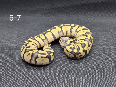 animal image