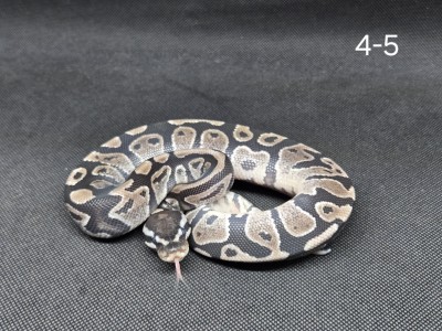 animal image