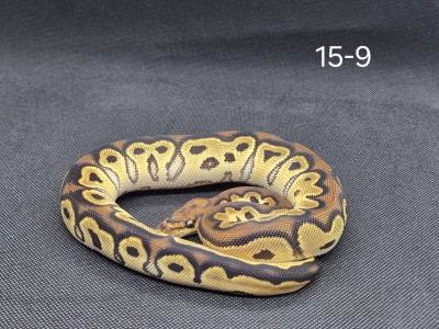 animal image