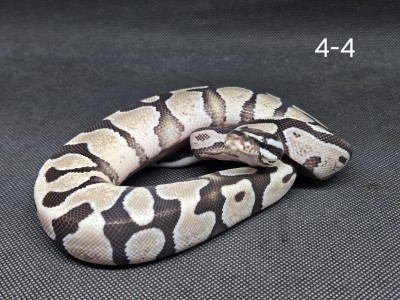 animal image