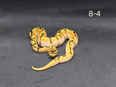 animal image
