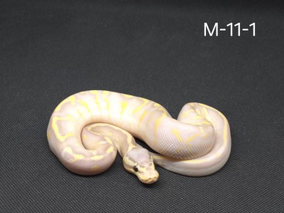 animal image