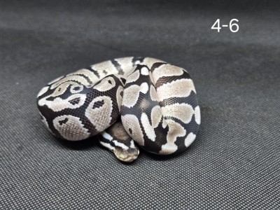 animal image