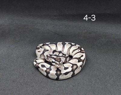 animal image