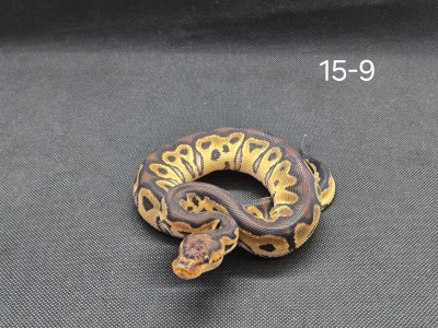 animal image