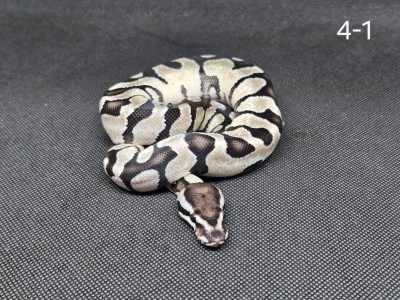 animal image