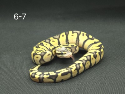 animal image
