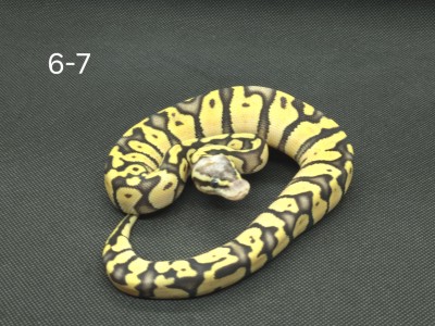 animal image