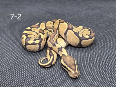 animal image