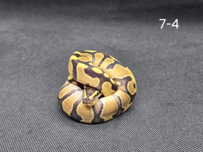 animal image