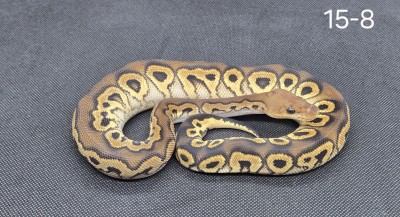 animal image