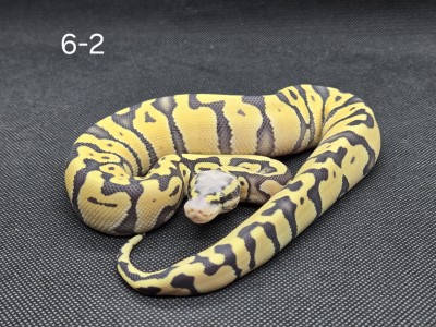 animal image