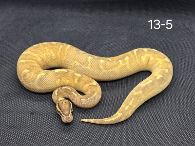 animal image