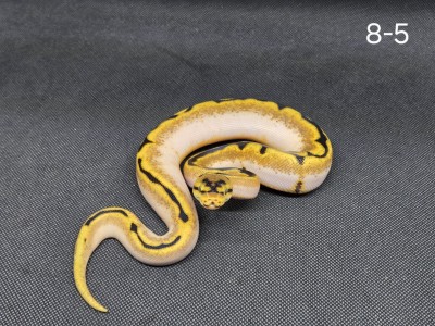 animal image