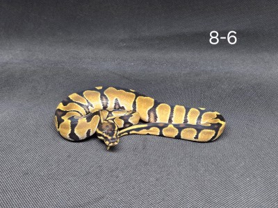 animal image
