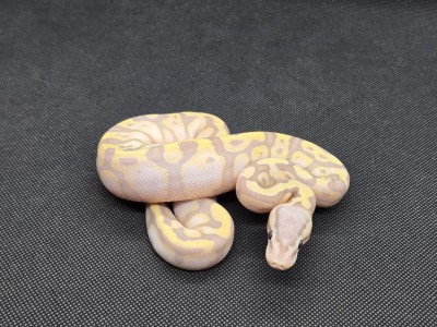 animal image