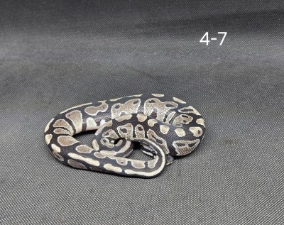 animal image