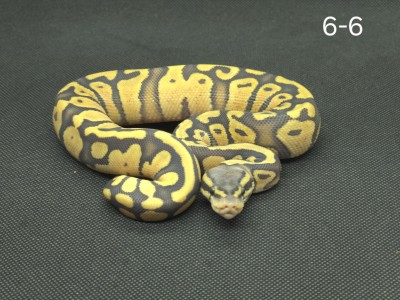 animal image