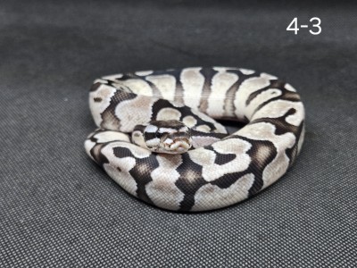 animal image
