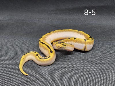 animal image