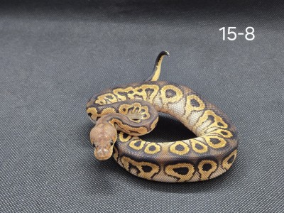 animal image