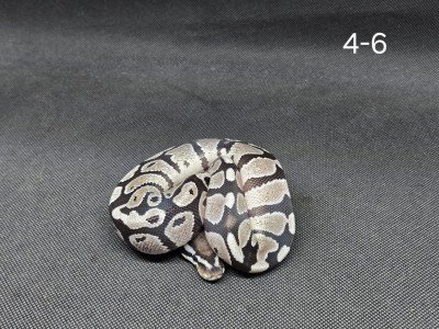 animal image