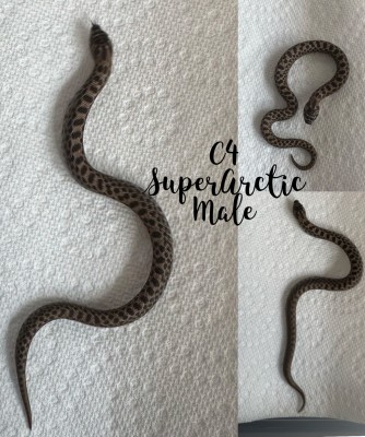 animal image