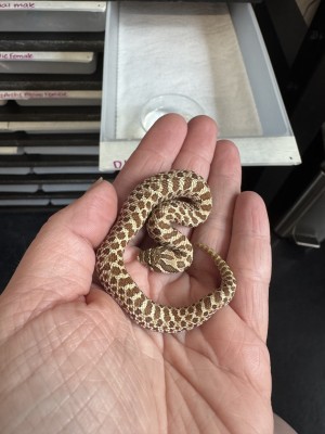 animal image